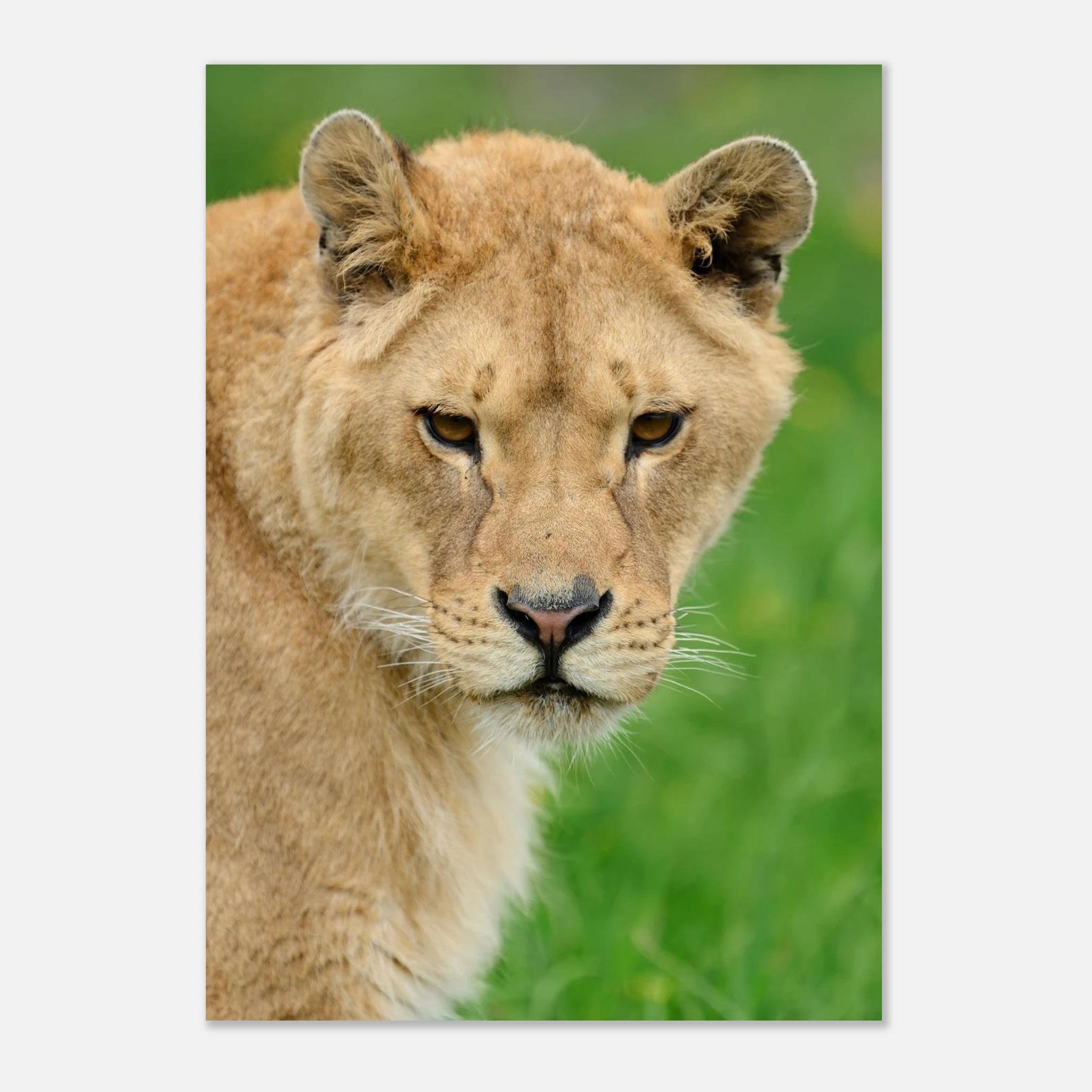 155a6e0e-eb63-451c-950b-00b6efebf979