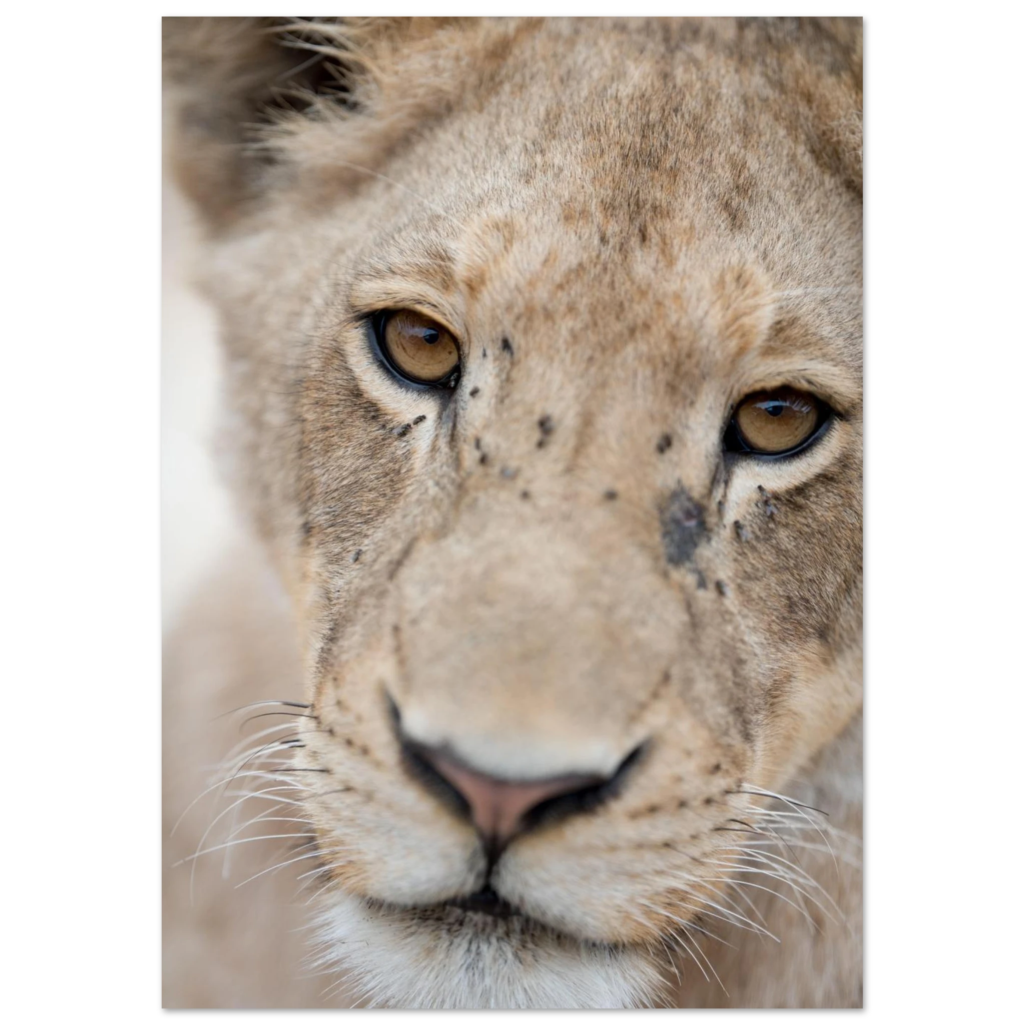 1bf342fd-79e5-4c94-bdec-9be484100e18