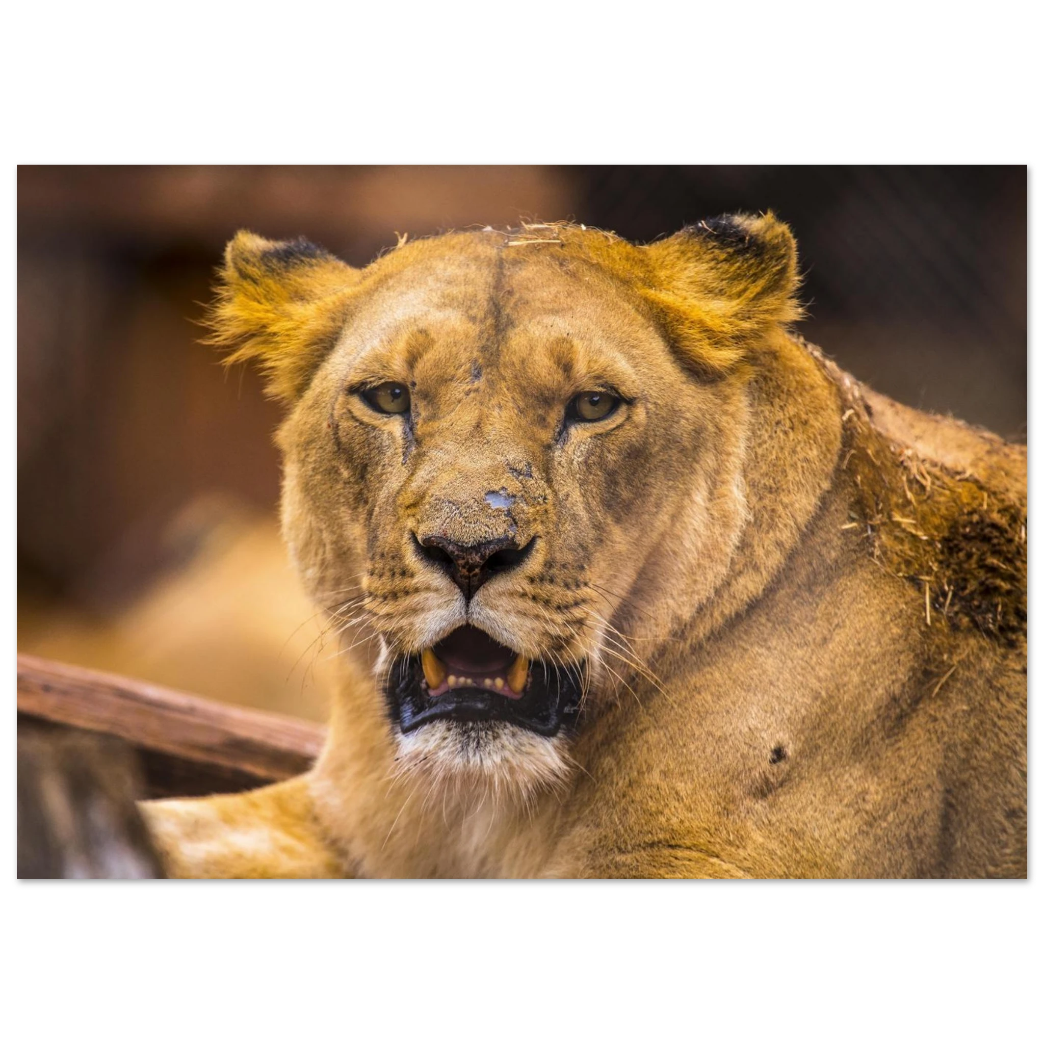 881fa1da-4973-4856-b500-c8c401bf51a9