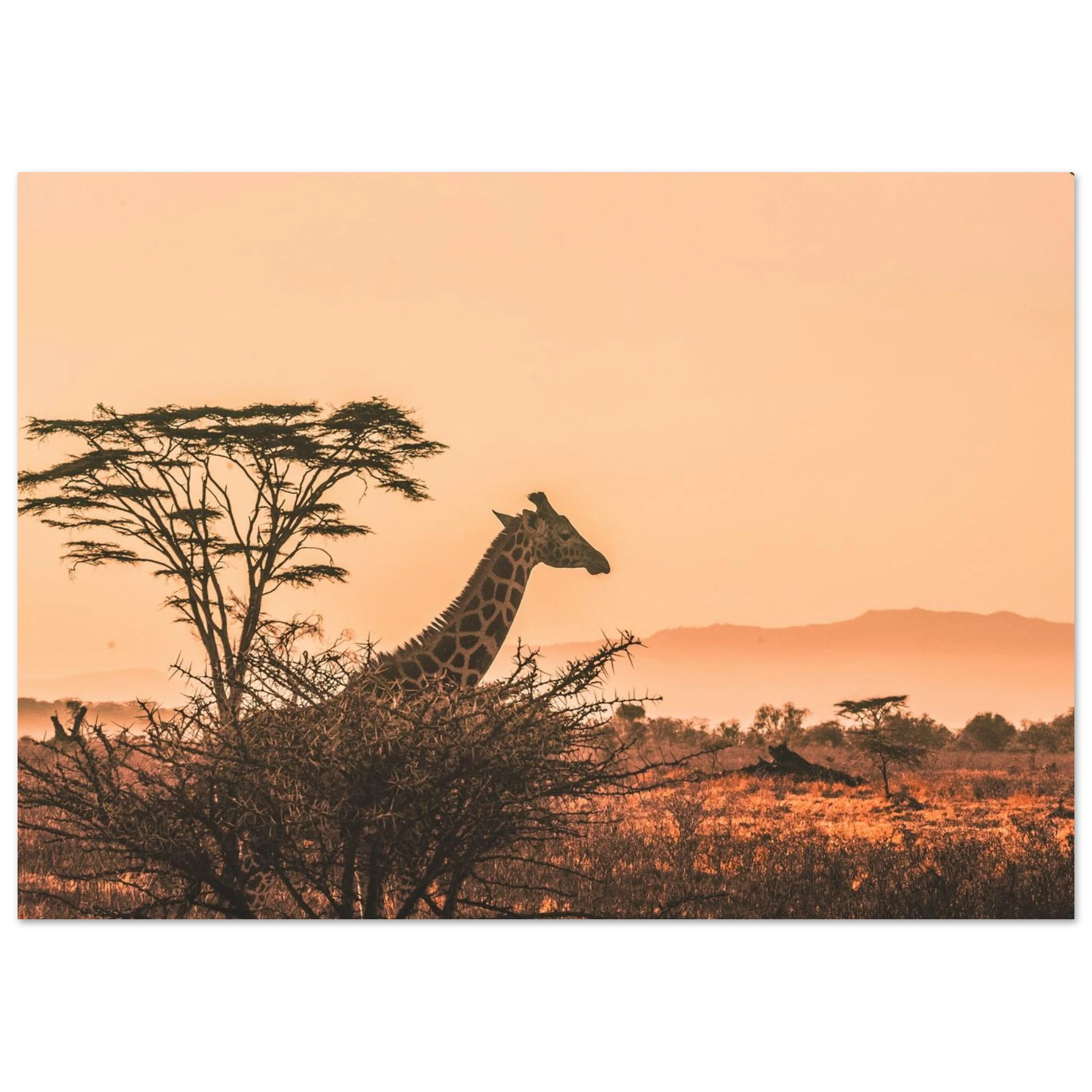 98d33f1c-3351-4238-a2e0-5ea3c7c218a8