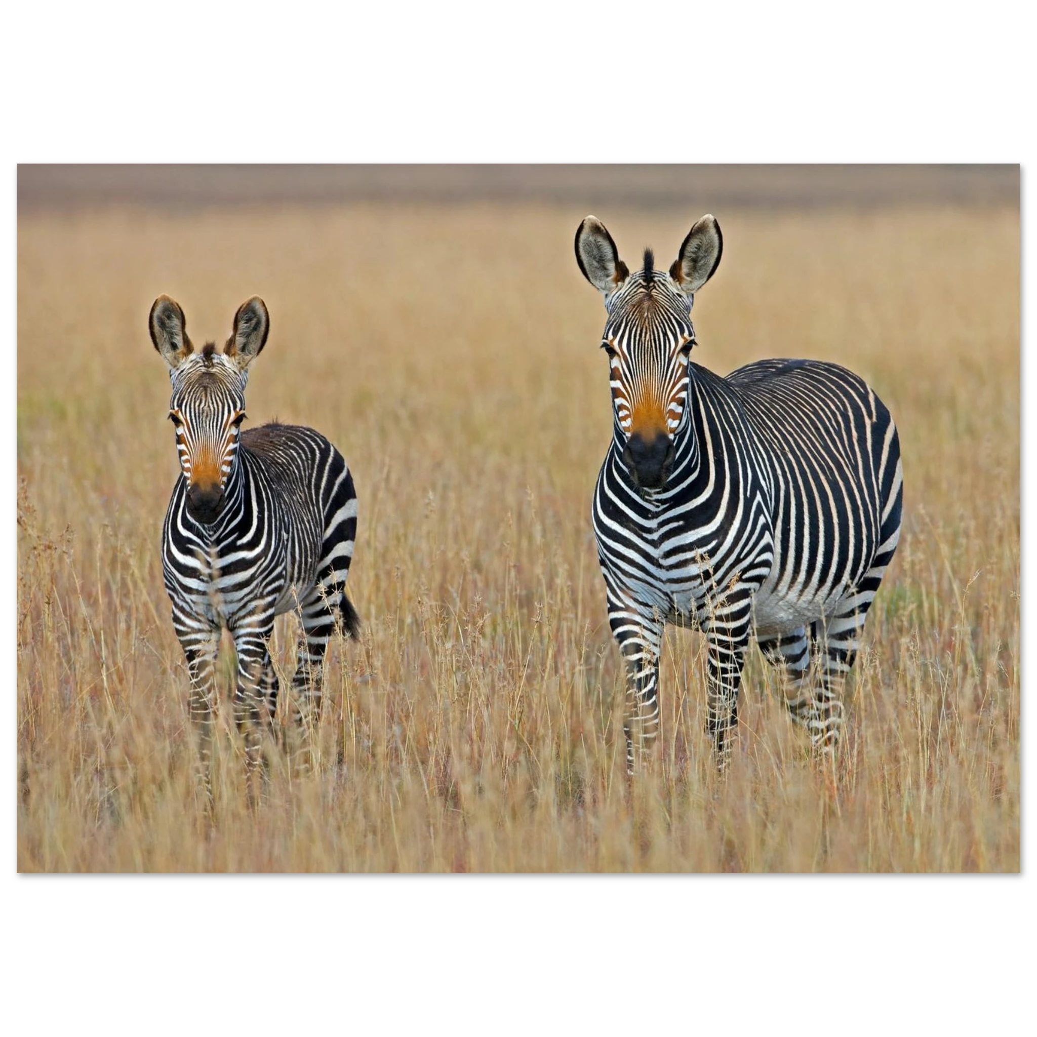 dc6c720d-49fd-4bd7-804e-30a4054fbf3c