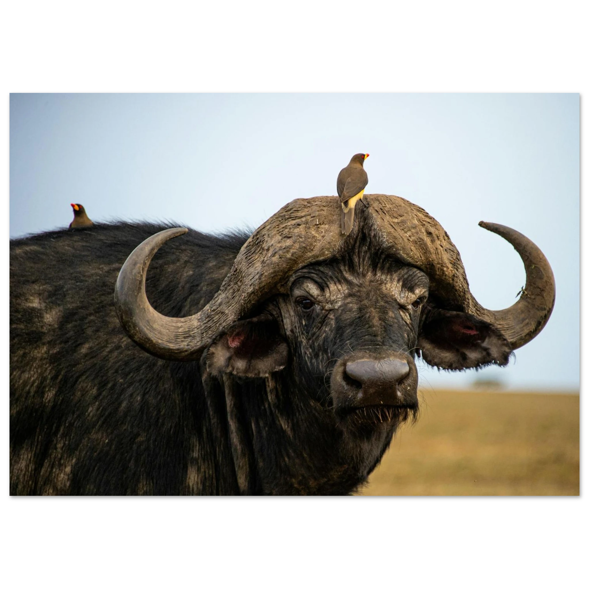 fc089b79-50f5-4628-bf71-a804599990fa